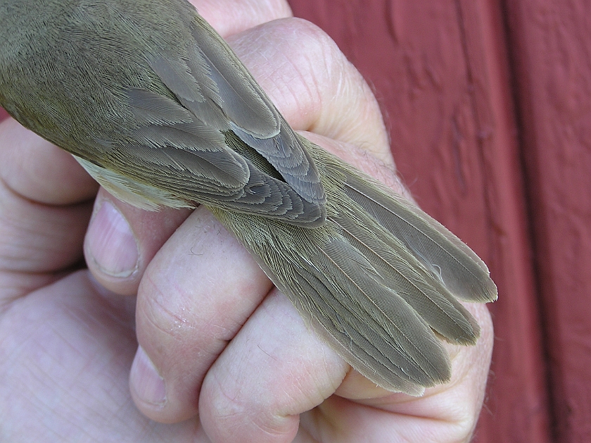 Blyths Reed Warbler, Sundre 20080603